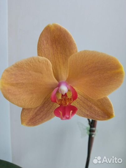 Орхидея фаленопсис