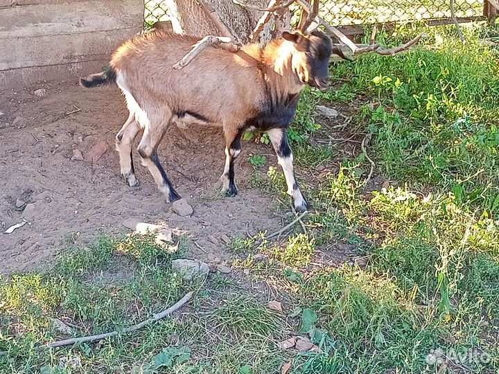 Козел на племя