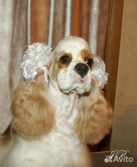 Стрижка спаниелей и средних собак