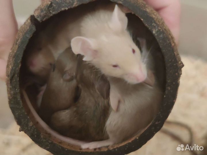 Мыши и мышата