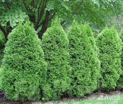 Туя Грин Эгг