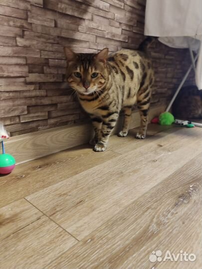 Бенгальский кот вязка