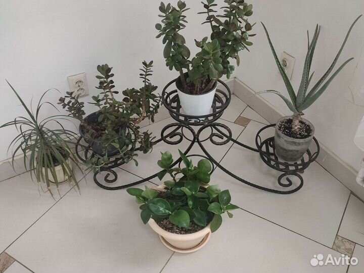 Комнатные растения цветы большие