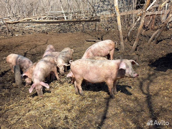 Поросята