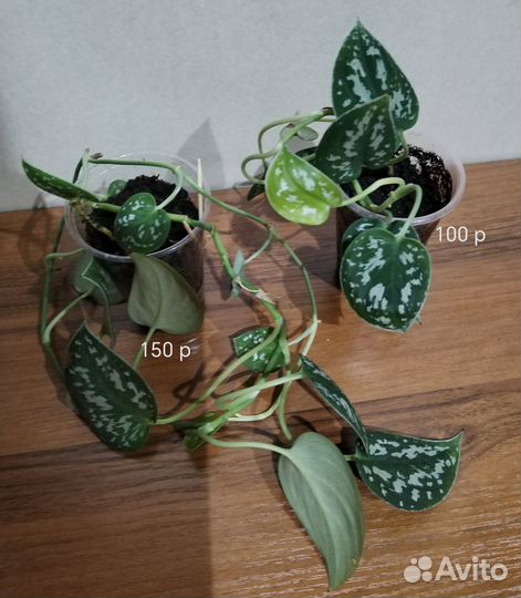 Сциндапсусы, эпипремнумы