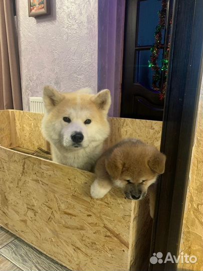 Родильный домик / ящик