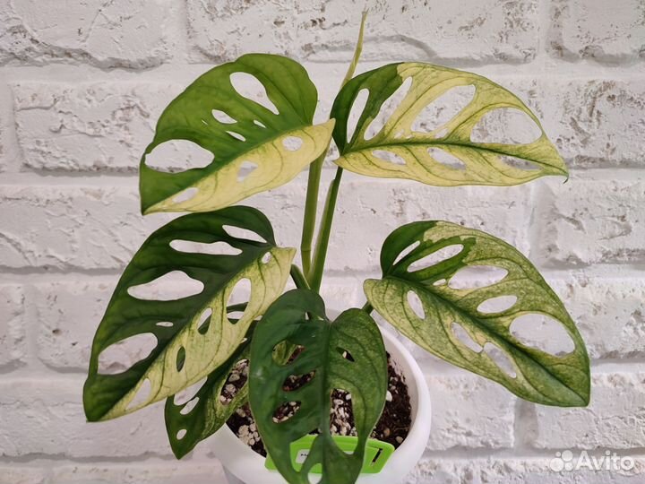 Монстера адансона вариегатная