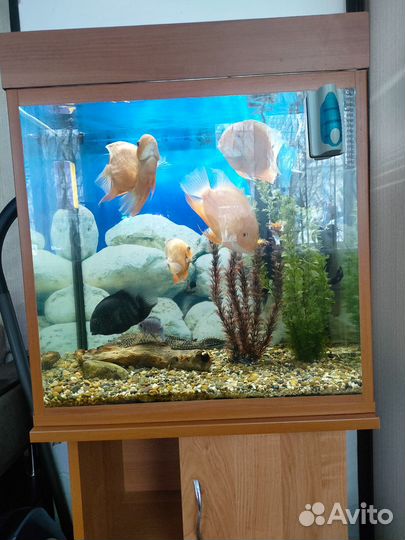 Аквариум