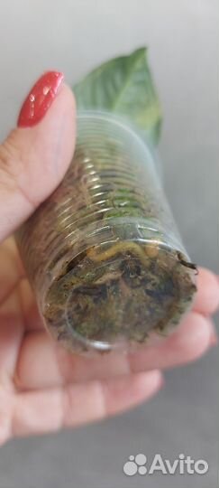 Сингониум Яичница