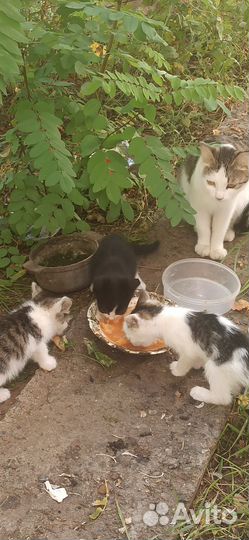 Котята в добрые руки