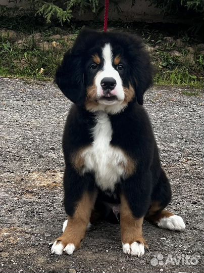 Щенки бернский зенненхунд