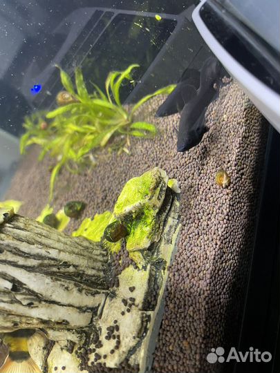 Аквариум с рыбками