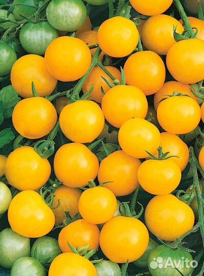 Рассада томатов черри