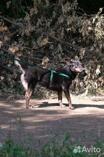Собака в добрые руки отдам бесплатно