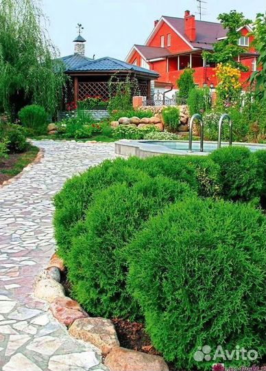 Туи зеленые