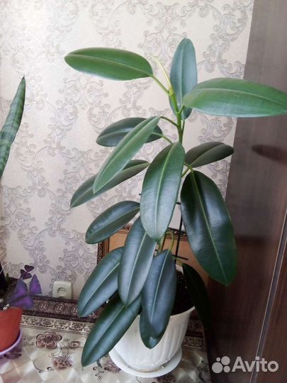 Фикус черный принц