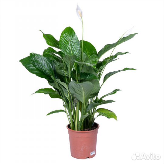 Высокие комнатные растения