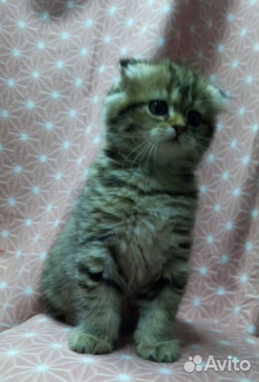 Милые пушистики