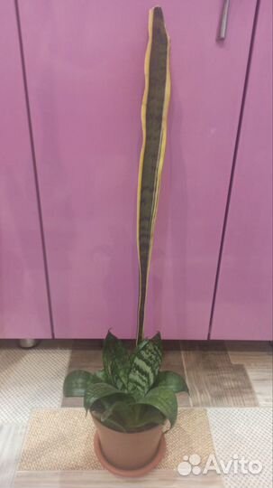 Сансевиерия