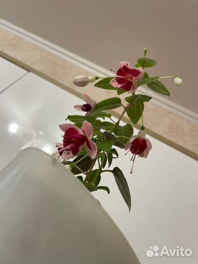 Фуксия растения