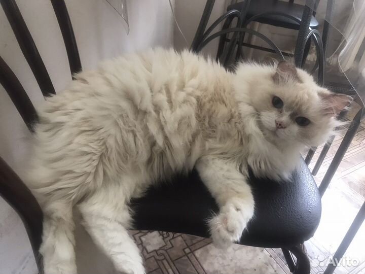 Трехлапый красавчик