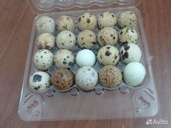 Перепелки живые, инкубационное яйцо