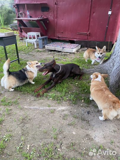 Отель для собак