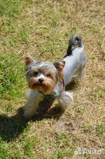 Йорк для вязки