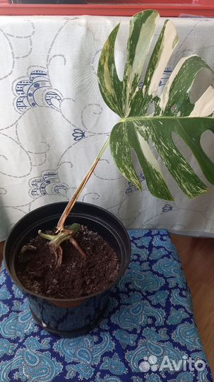 Монстера вариегатная альба