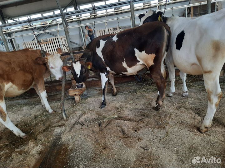 Телки, телята, коровы