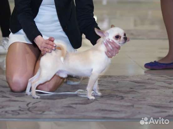 Услуги вязки кобель чихуахуа