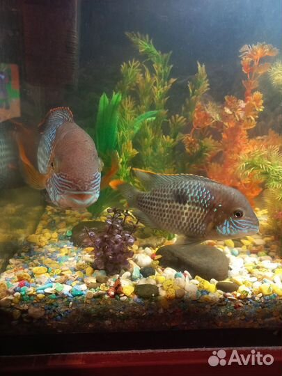 Акара бирюзовая