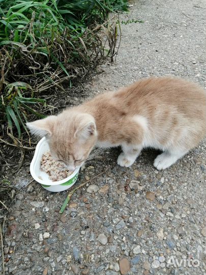 Котенок в добрые руки