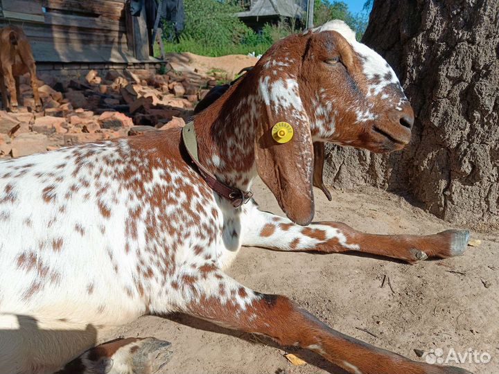 Продаю козье молоко, творог