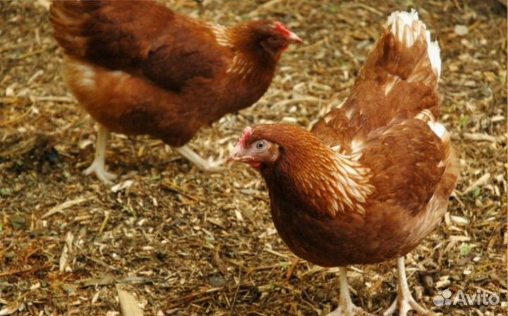 Несушки молодки с доставкой на дом