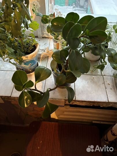 Денежное дерево