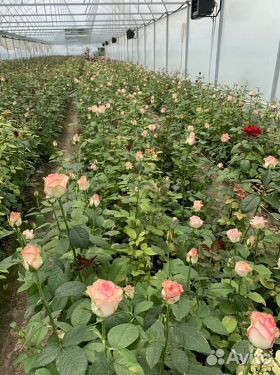 Розы с теплицы, Оптом