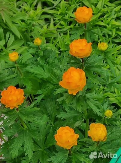 Многолетние садовые цветы, айва