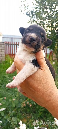Щенки в добрые руки