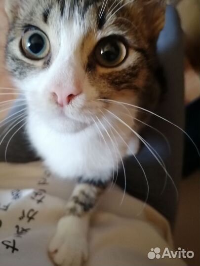 Котенок подросток