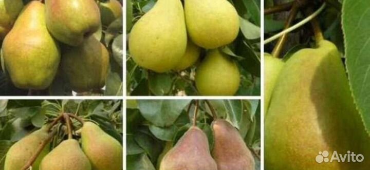 Саженцы груш