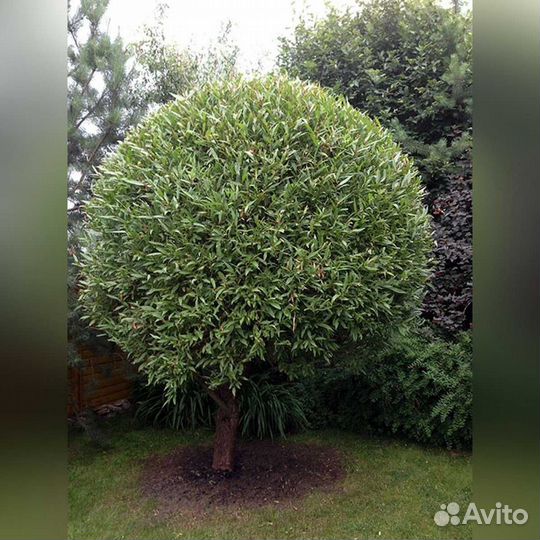 Ива шаровидная