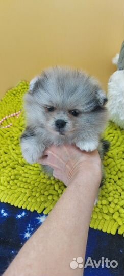 Померанский шпиц девочка мерле