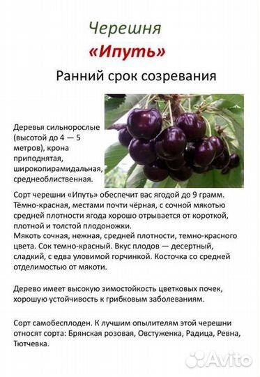 Черешни