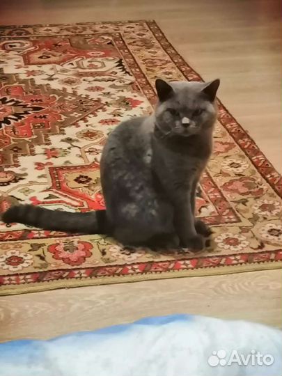 Кот чистокровный на вязку