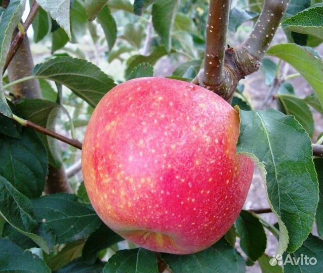 Плодовые деревья