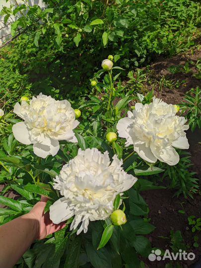 Набор из 3х сортов пионов