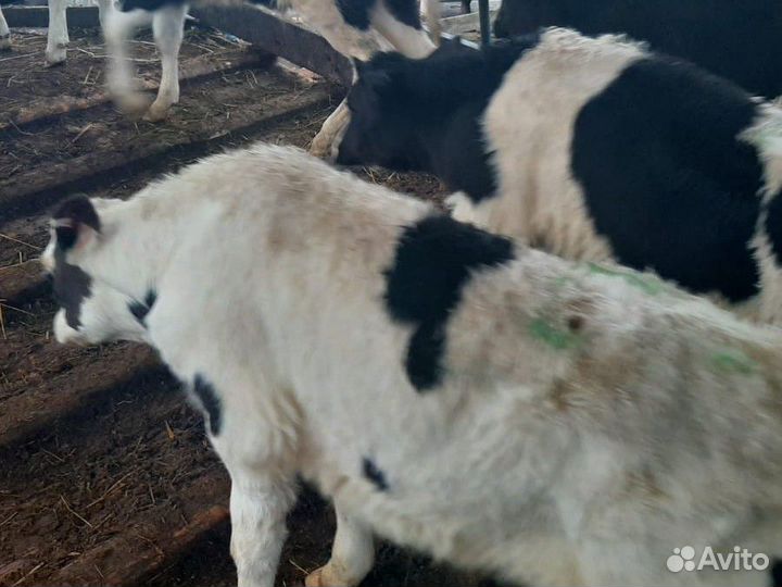 Бычки и телята