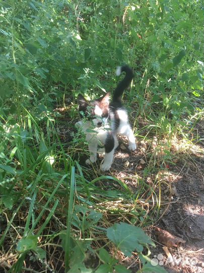Котенку нужен дом
