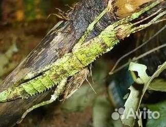 Палочник новогвинейский